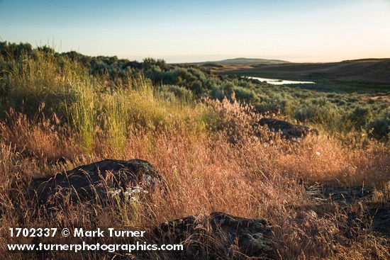 Erigeron poliospermus; Bromus tectorum; Pseudoroegneria spicata; Artemisia tridentata