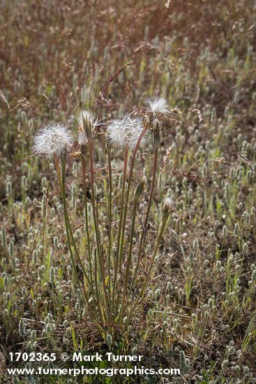 Nothocalais troximoides; Plantago patagonica