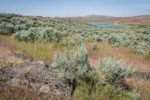 Sagebrush among grasses near Susan Lake