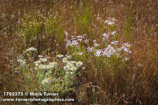 Erigeron pumilus; Phlox longifolia; Bromus tectorum