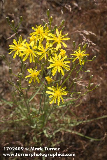 Crepis atribarba