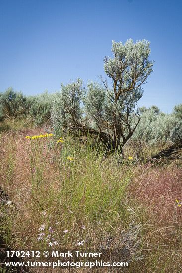 Phlox longifolia; Pseudoroegneria spicata; Crepis atribarba; Artemisia tridentata; Bromus tectorum