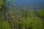 White Water Buttercups among Baltic Rushes