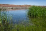 White Water Buttercups among Baltic Rushes, Cattails at edge of shallow lake