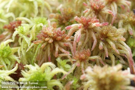 Sphagnum spp.