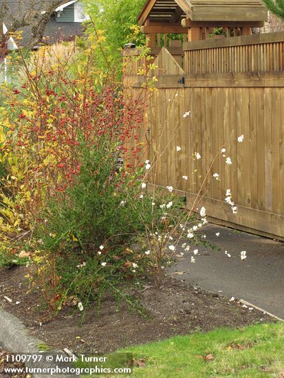 Symphoricarpos albus