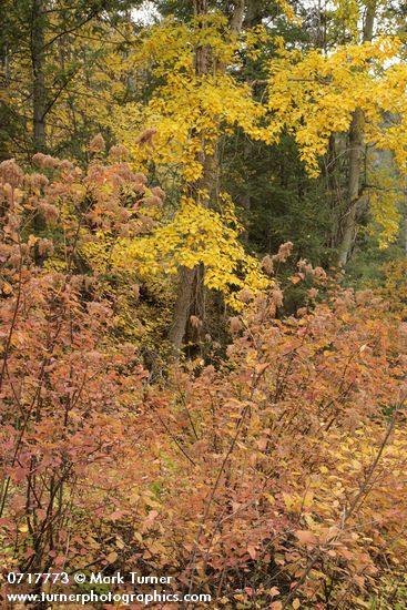 Holodiscus discolor; Populus balsamifera ssp. trichocarpa