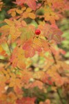 Baldhip Rose fruit & foliage, autumn