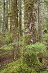 Silver Fir trunks w/ Western Hemlock saplings