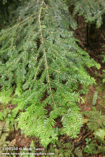 Abies amabilis