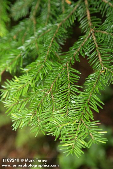 Abies amabilis