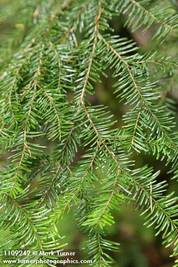 Abies amabilis