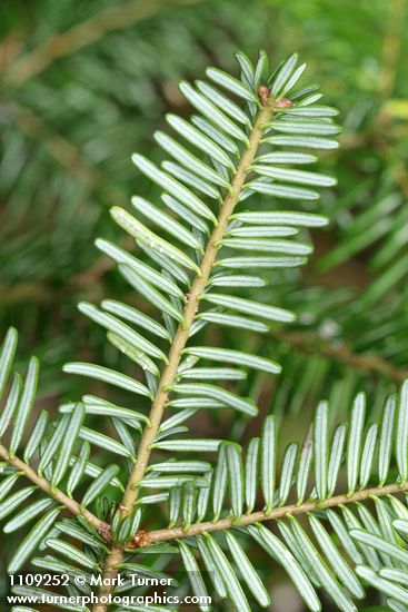 Abies amabilis