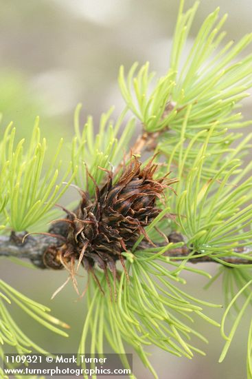 Larix lyallii