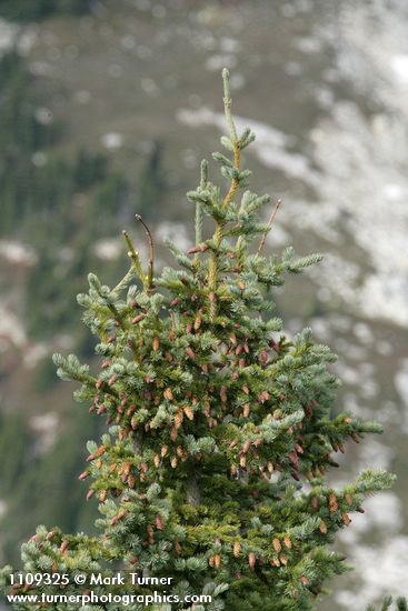 Picea engelmannii
