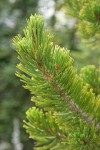 Whitebark Pine foliage