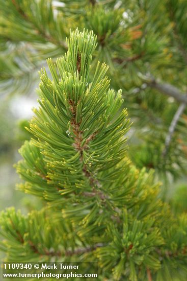 Pinus albicaulis