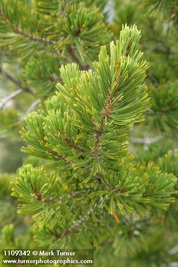 Pinus albicaulis