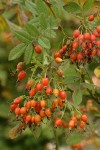 Clustered Wild Rose hips among foliage