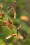 Vine Maple samaras