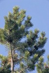 Whitebark Pine crown w/ cones