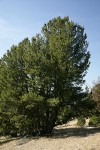 Whitebark Pine