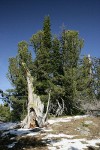 Whitebark Pines, Subalpine Fir w/ snag fgnd