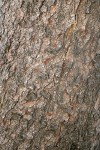 Whitebark Pine bark