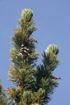 Whitebark Pine cone renmants among foliage