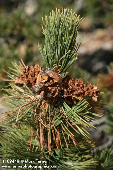 Pinus albicaulis