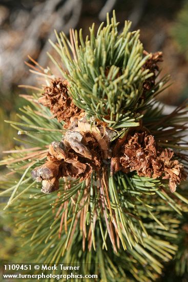 Pinus albicaulis