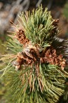 Whitebark Pine cone renmants among foliage