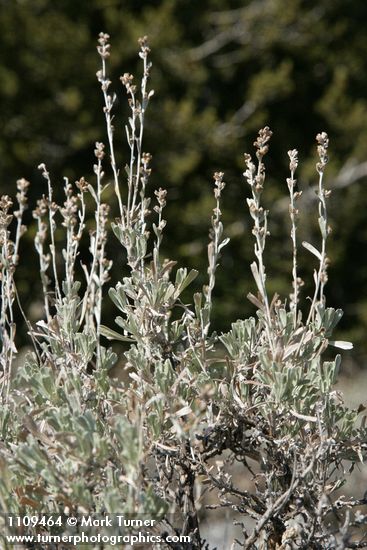 Artemisia arbuscula