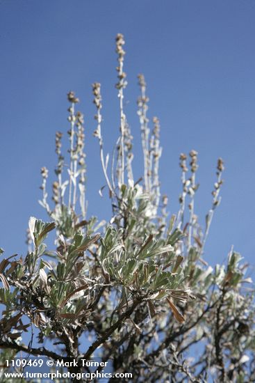 Artemisia arbuscula