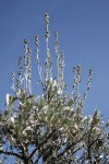 Low Sagebrush inflorescences & foliage