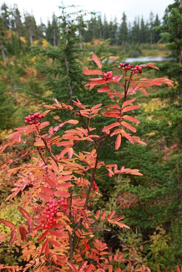 Sorbus sitchensis