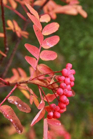 Sorbus sitchensis