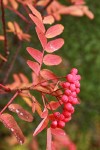 Sitka Mountain Ash berries & fall foliage