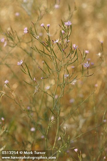 Epilobium brachycarpum (E. paniculatum)