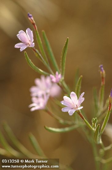Epilobium brachycarpum (E. paniculatum)
