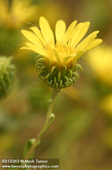 Grindelia nana var. nana