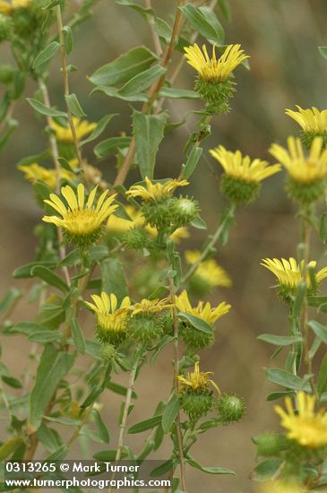 Grindelia nana var. nana