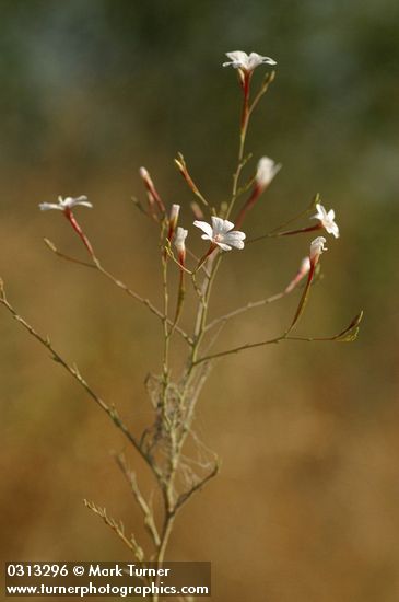 Epilobium brachycarpum (E. paniculatum)