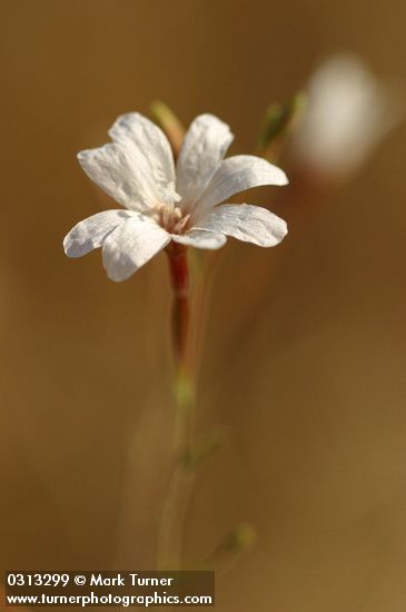 Epilobium brachycarpum (E. paniculatum)