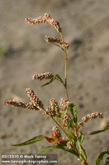Polygonum lapathifolium