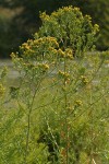 Western Goldenrod