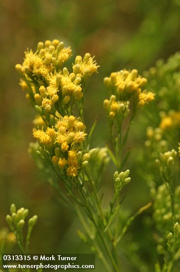 Euthamia occidentalis (Solidago occidentalis)