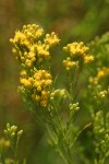 Western Goldenrod blossoms detail