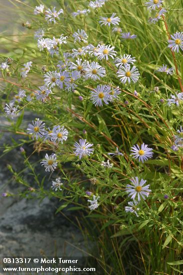 Symphyotrichum spathulatum var. intermedium (Aster occidentalis var. intermedius)