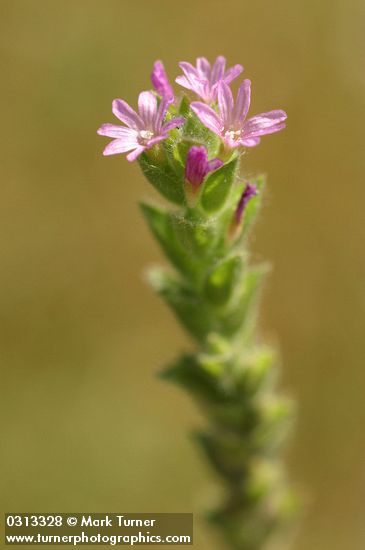 Epilobium torreyi (Boisduvalia stricta)
